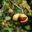 aesculus