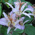 tricyrtis